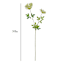 Green Queen Anne's Lace Stem, 30"