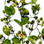Green Berries Stem, 33"