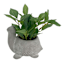Greenery Arrangement in Pot, 6"