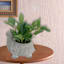 Greenery Arrangement in Pot, 6"
