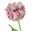 Willow Crossley Purple Soft Touch 4-Layer Parrot Tulip Floral Stem, 28"