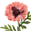 Willow Crossley Pink Soft Touch Poppy Floral Pick, 12.5"