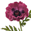 Willow Crossley Purple Soft Touch Poppy Floral Pick, 12.5"