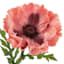 Willow Crossley Pink Soft Touch Poppy Floral Pick, 12.5"