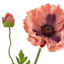 Willow Crossley Pink Poppy Floral Stem, 28.5"