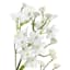 White Baby's Breath Floral Stem, 26"
