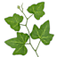Green Ivy Pick, 12"