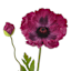 Willow Crossley Purple Poppy Floral Stem, 28.5"