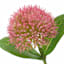 3-Bulb Pink Thistle Floral Spray, 31.5"