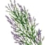 Purple Heather Floral Spray, 18.5"