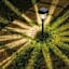 15-Lumen Black Melon Pathway Light