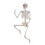Posable Life-Size Halloween Skeleton, 5'