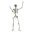 Posable Life-Size Halloween Skeleton, 5'