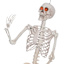 Posable Life-Size Halloween Skeleton, 5'