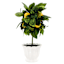 Lemon Plant in Ceramic Pot, 15"