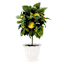 Lemon Plant in Ceramic Pot, 15"