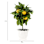 Lemon Plant in Ceramic Pot, 15"