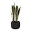 Snake Plant in Black Cement Pot, 20"