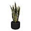 Snake Plant in Black Cement Pot, 20"