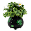 Boxwood in Shamrock Pot, 8"