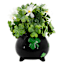 Boxwood in Shamrock Pot, 8"