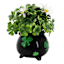 Boxwood in Shamrock Pot, 8"