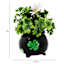 Boxwood in Shamrock Pot, 8"