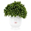 Boxwood in Face Vessel, 9"