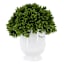 Boxwood in Face Vessel, 9"