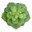 Green Succulent Pick, 5.5"