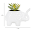 Succulent in Elephant Pot, 4"