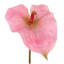 Pink Anthurium Stem, 27.5"