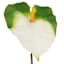 Green & White Anthurium Stem, 27.5"