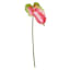 Green & Pink Anthurium Stem, 27.5"