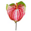 Green & Pink Anthurium Stem, 33.5"