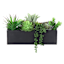 Succulents in Black Cement Pot
