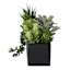 Succulents in Black Cement Pot