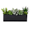 Succulents in Black Cement Pot