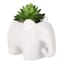 Mini Succulents in Ceramic Elephant Pot