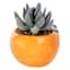Mini Succulent in Orange Vase