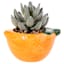 Mini Succulent in Orange Vase