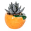 Mini Succulent in Orange Vase