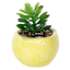 Mini Succulent in Lemon Vase