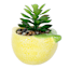 Mini Succulent in Lemon Vase