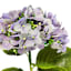Purple Real Feel Fabric Hydrangea Stem, 24"
