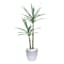Dragon Tree in Silver Pot, 47"
