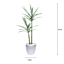 Dragon Tree in Silver Pot, 47"