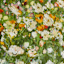 Honeybloom Framed Floral Canvas Wall Art, 37x25