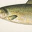 Lake & Lodge Set of 2 Framed Fish Wooden Wall Décor