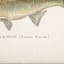 Lake & Lodge Set of 2 Framed Fish Wooden Wall Décor